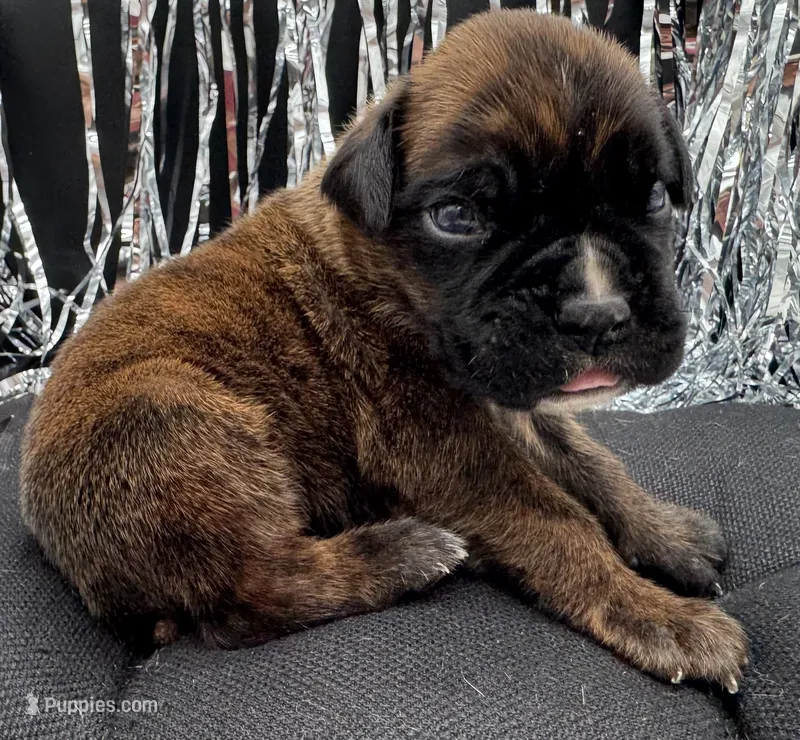 AKC Ace--100% Euro – Boxer puppy for sale in Baileyville, KS
