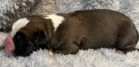 AKC Copper-75% Euro, a male Boxer for sale in Baileyville, KS – 5 of 7