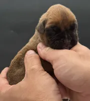 AKC Porter--75% Euro, a male Boxer for sale in Baileyville, KS – 2 of 10