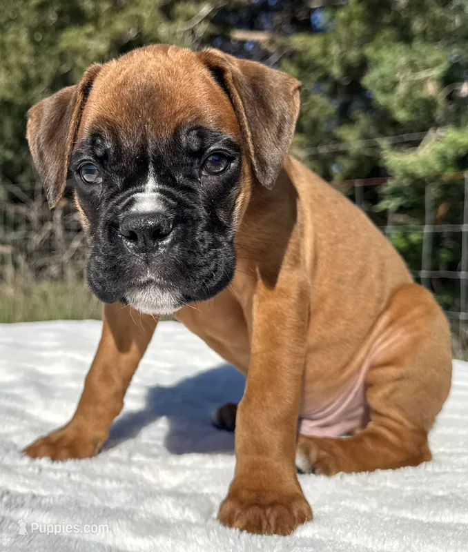 AKC Austin--100% Euro – Boxer puppy for sale in Baileyville, KS
