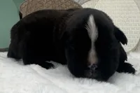 AKC Annika--100% Euro, a female Boxer for sale in Baileyville, KS – 9 of 10