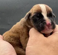 AKC Peanut--75% Euro, a male Boxer for sale in Baileyville, KS – 6 of 10