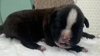 AKC Atlas--100% Euro, a male Boxer for sale in Baileyville, KS – 6 of 10