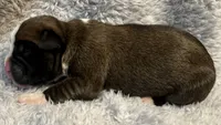 AKC Cash—75% Euro, a male Boxer for sale in Baileyville, KS – 5 of 6