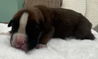 AKC Alec--100% Euro, a male Boxer for sale in Baileyville, KS – 7 of 9