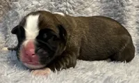 AKC Cash—75% Euro, a male Boxer for sale in Baileyville, KS – 4 of 6