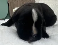 AKC Annika--100% Euro, a female Boxer for sale in Baileyville, KS – 3 of 10