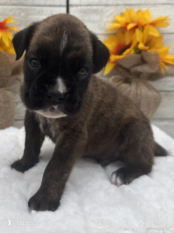 AKC Axel--100% Euro – Boxer puppy for sale in Baileyville, KS
