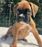 AKC Art--100% Euro, a male Boxer for sale in Baileyville, KS – 5 of 10
