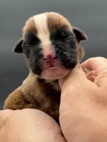 AKC Peanut--75% Euro, a male Boxer for sale in Baileyville, KS – 4 of 10