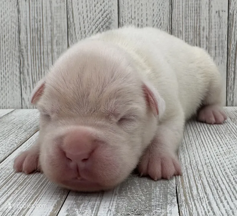 AKC Chloe—75% Euro – Boxer puppy for sale in Baileyville, KS