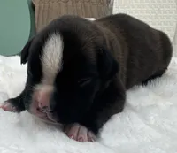 AKC Atlas--100% Euro, a male Boxer for sale in Baileyville, KS – 10 of 10