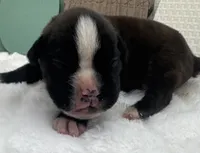 AKC Atlas--100% Euro, a male Boxer for sale in Baileyville, KS – 9 of 10