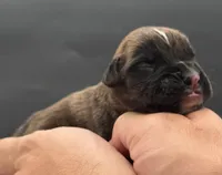 AKC Parker--75% Euro, a male Boxer for sale in Baileyville, KS – 9 of 10