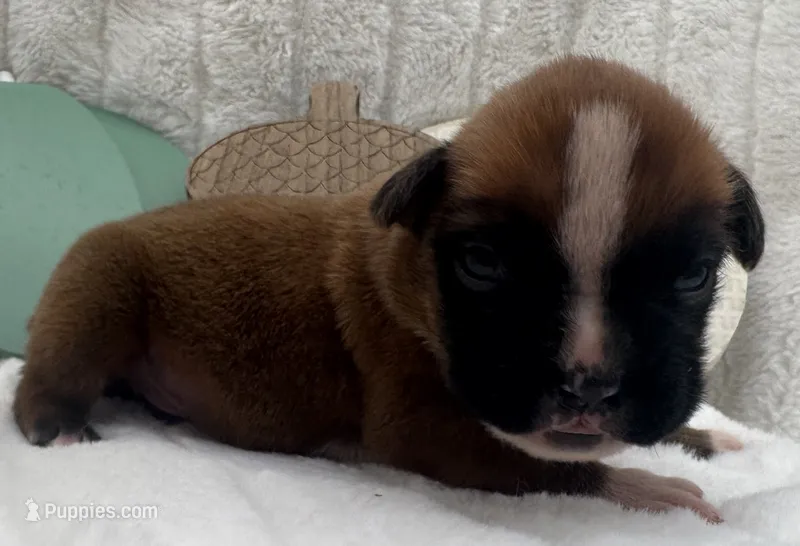 AKC Peanut--75% Euro – Boxer puppy for sale in Baileyville, KS