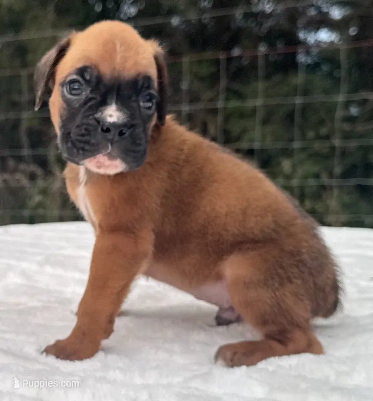 AKC Art--100% Euro – Boxer puppy for sale in Baileyville, KS