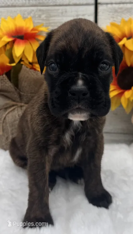 AKC Ace--100% Euro – Boxer puppy for sale in Baileyville, KS