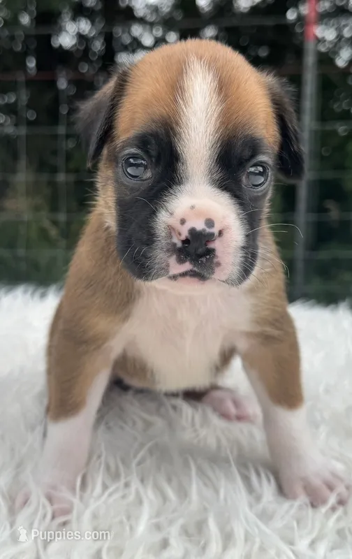 AKC Cammi—75% Euro – Boxer puppy for sale in Baileyville, KS
