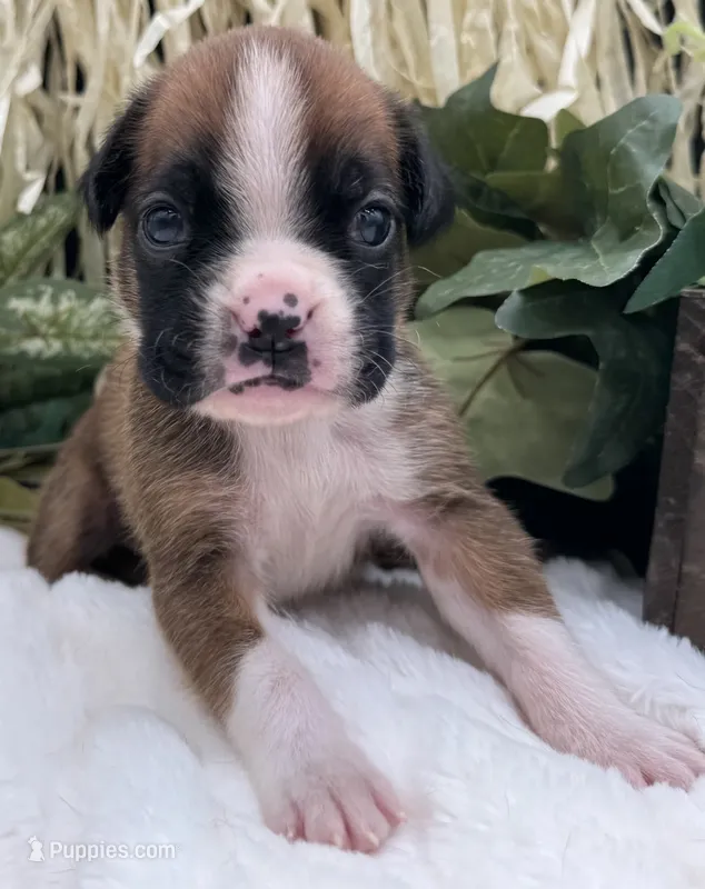 AKC Cammi—75% Euro – Boxer puppy for sale in Baileyville, KS
