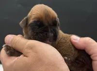 AKC Porter--75% Euro, a male Boxer for sale in Baileyville, KS – 6 of 10