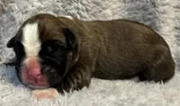 AKC Cash—75% Euro, a male Boxer for sale in Baileyville, KS – 3 of 6