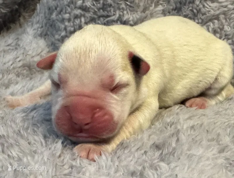 AKC Charlotte—75% Euro, a female Boxer for sale in Baileyville, KS – 1 of 7
