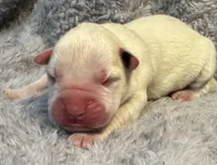 AKC Charlotte—75% Euro, a female Boxer for sale in Baileyville, KS – 1 of 7