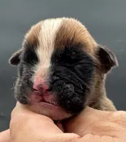 AKC Peanut--75% Euro, a male Boxer for sale in Baileyville, KS – 1 of 10