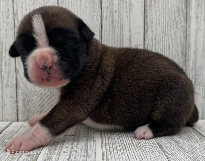 AKC Casey—75% Euro – Boxer puppy for sale in Baileyville, KS