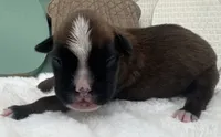 AKC Alissa--100% Euro, a female Boxer for sale in Baileyville, KS – 6 of 8