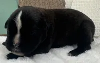 AKC Annika--100% Euro, a female Boxer for sale in Baileyville, KS – 7 of 10