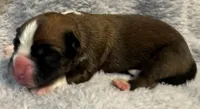 AKC Cammi—75% Euro, a female Boxer for sale in Baileyville, KS – 3 of 8