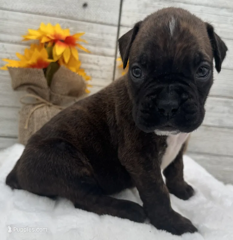 AKC Parker--75% Euro – Boxer puppy for sale in Baileyville, KS