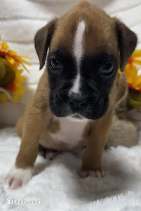 AKC Peanut--75% Euro – Boxer puppy for sale in Baileyville, KS
