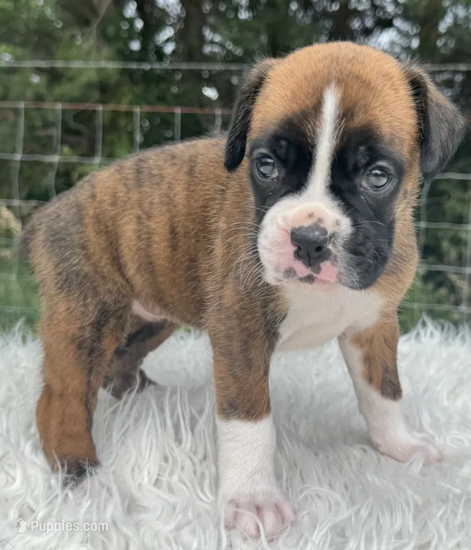 AKC Casey—75% Euro – Boxer puppy on hold in Baileyville, KS