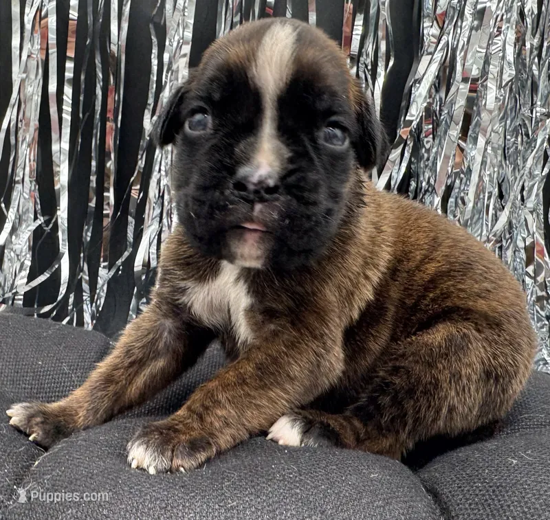 AKC Abby--100% Euro – Boxer puppy for sale in Baileyville, KS