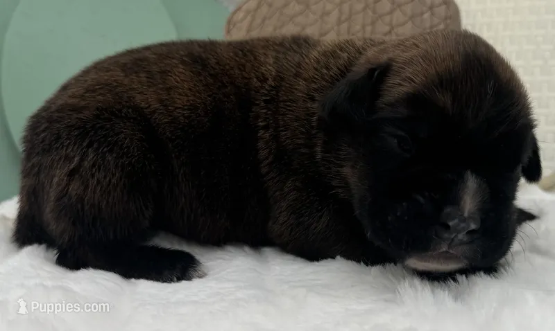 AKC Ace--100% Euro – Boxer puppy for sale in Baileyville, KS