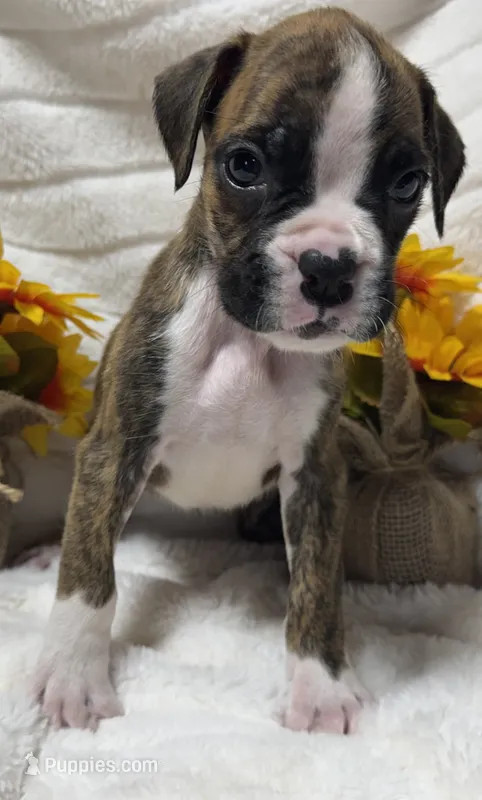 AKC Prince--75% Euro – Boxer puppy for sale in Baileyville, KS