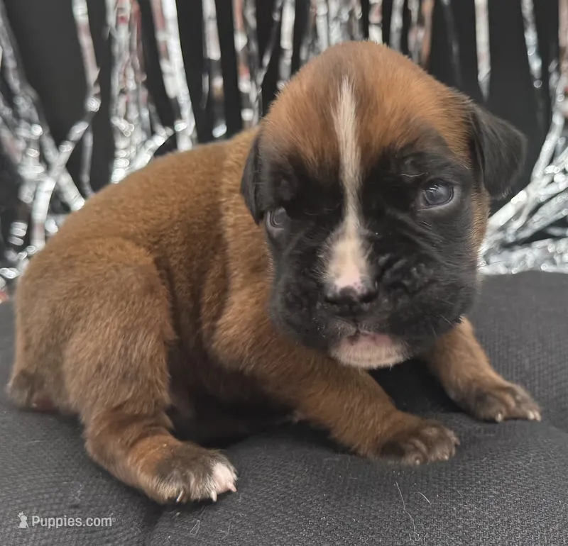 AKC Austin--100% Euro – Boxer puppy for sale in Baileyville, KS