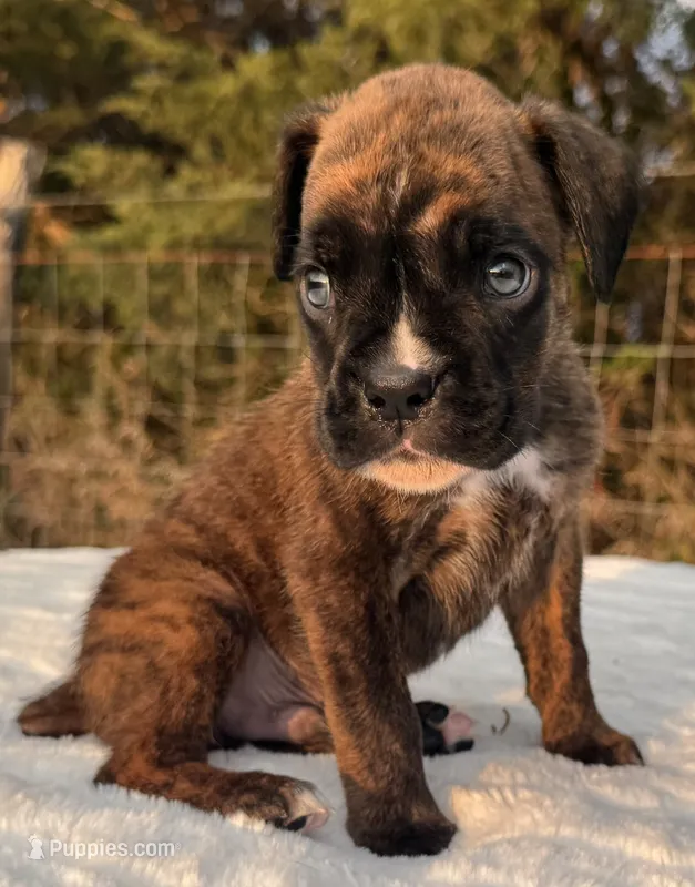 AKC Axel--100% Euro – Boxer puppy for sale in Baileyville, KS