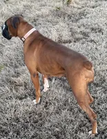 Ella, a female Boxer for sale in Baileyville, KS – Photo 3 of 4