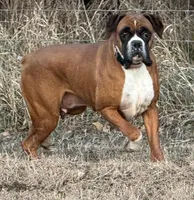 Ella, a female Boxer for sale in Baileyville, KS – Photo 2 of 4