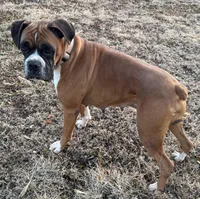 Ella, a female Boxer for sale in Baileyville, KS – Photo 4 of 4