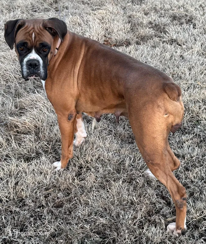 Ella, a female Boxer for sale in Baileyville, KS – Photo 1 of 4