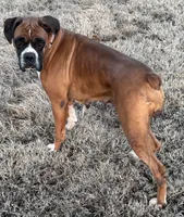 Ella, a female Boxer for sale in Baileyville, KS – Photo 1 of 4