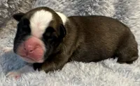 AKC Copper-75% Euro, a male Boxer for sale in Baileyville, KS – 7 of 7