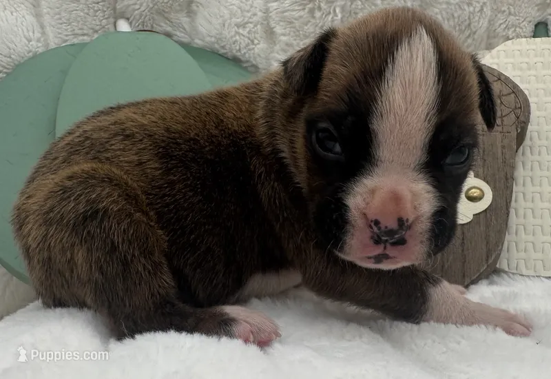 AKC Prince--75% Euro – Boxer puppy for sale in Baileyville, KS