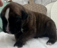 AKC Abby--100% Euro, a female Boxer for sale in Baileyville, KS – 4 of 7
