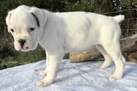 AKC Charlotte—75% Euro, a female Boxer for sale in Baileyville, KS – 7 of 10