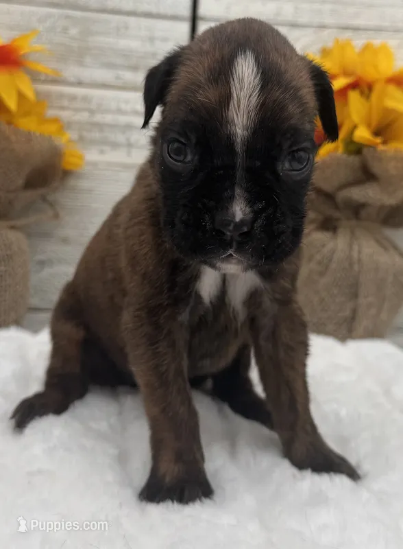 AKC Abby--100% Euro – Boxer puppy for sale in Baileyville, KS